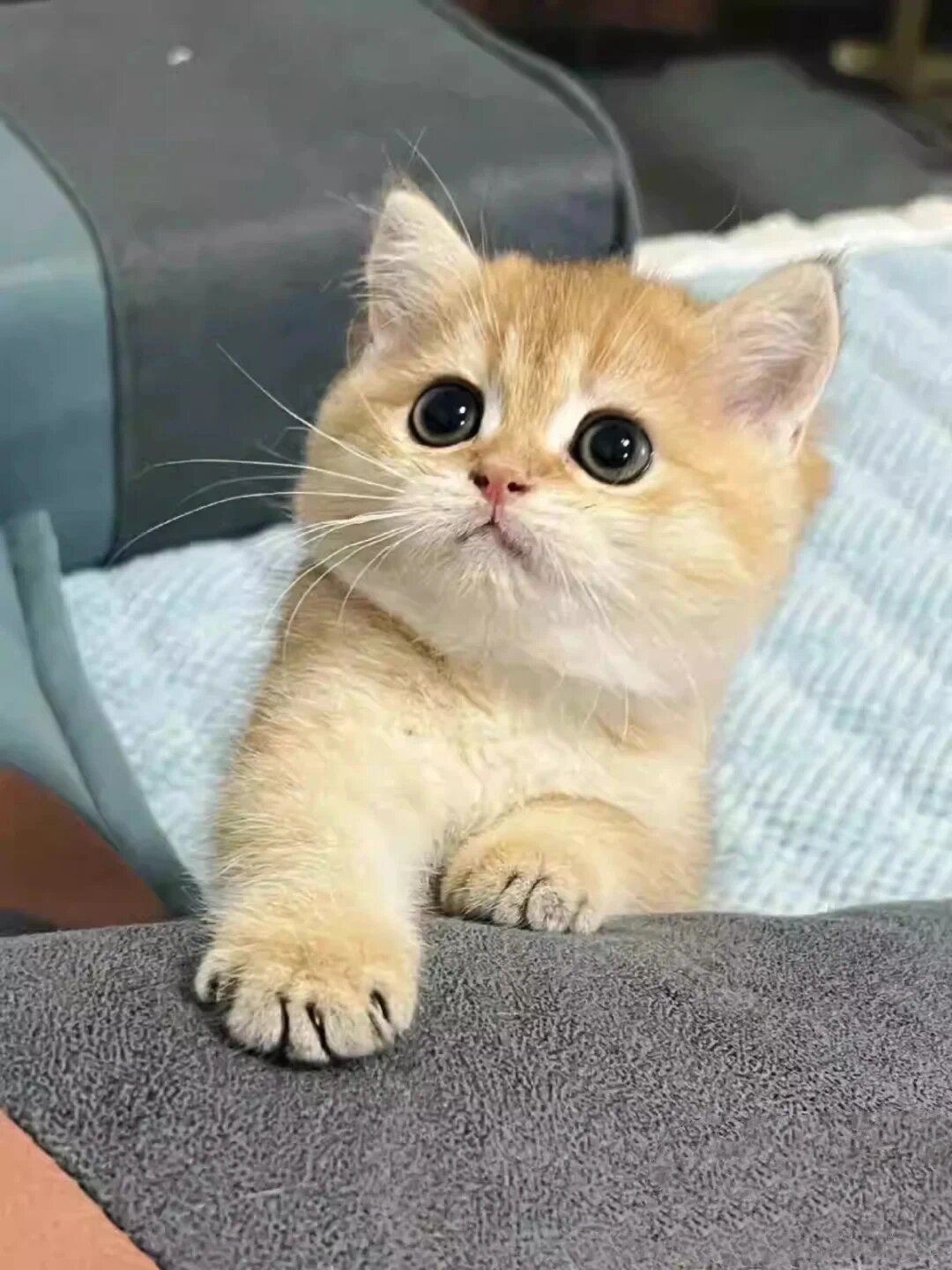 金渐层12色的小猫猫800了