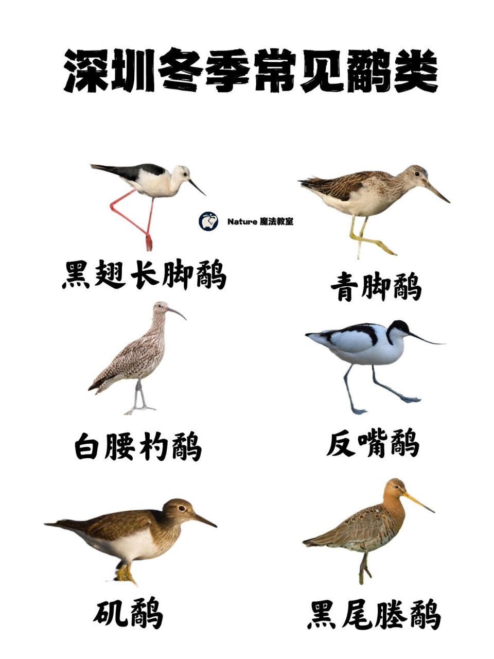 深圳湾鸟类图鉴免费领取‼️速速找我领取 📍你知道哪些是水鸟