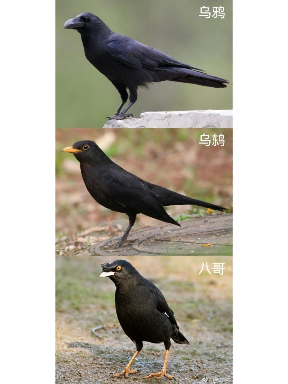 今日打鸟科普 八哥/乌鸫/乌鸦/鹩哥