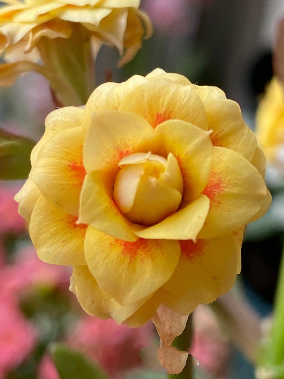 太阳神(流金岁月)～(50)记录长寿花的日常 太阳神也叫流金岁月,传系列