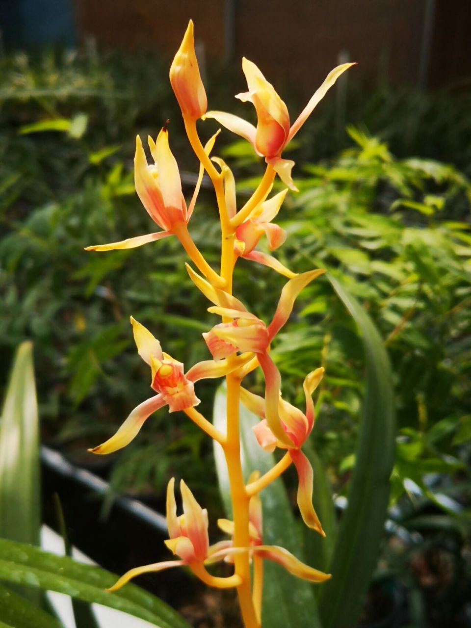 墨兰名品中国牛 终于让我完整的赏了一次中国牛的开花959595