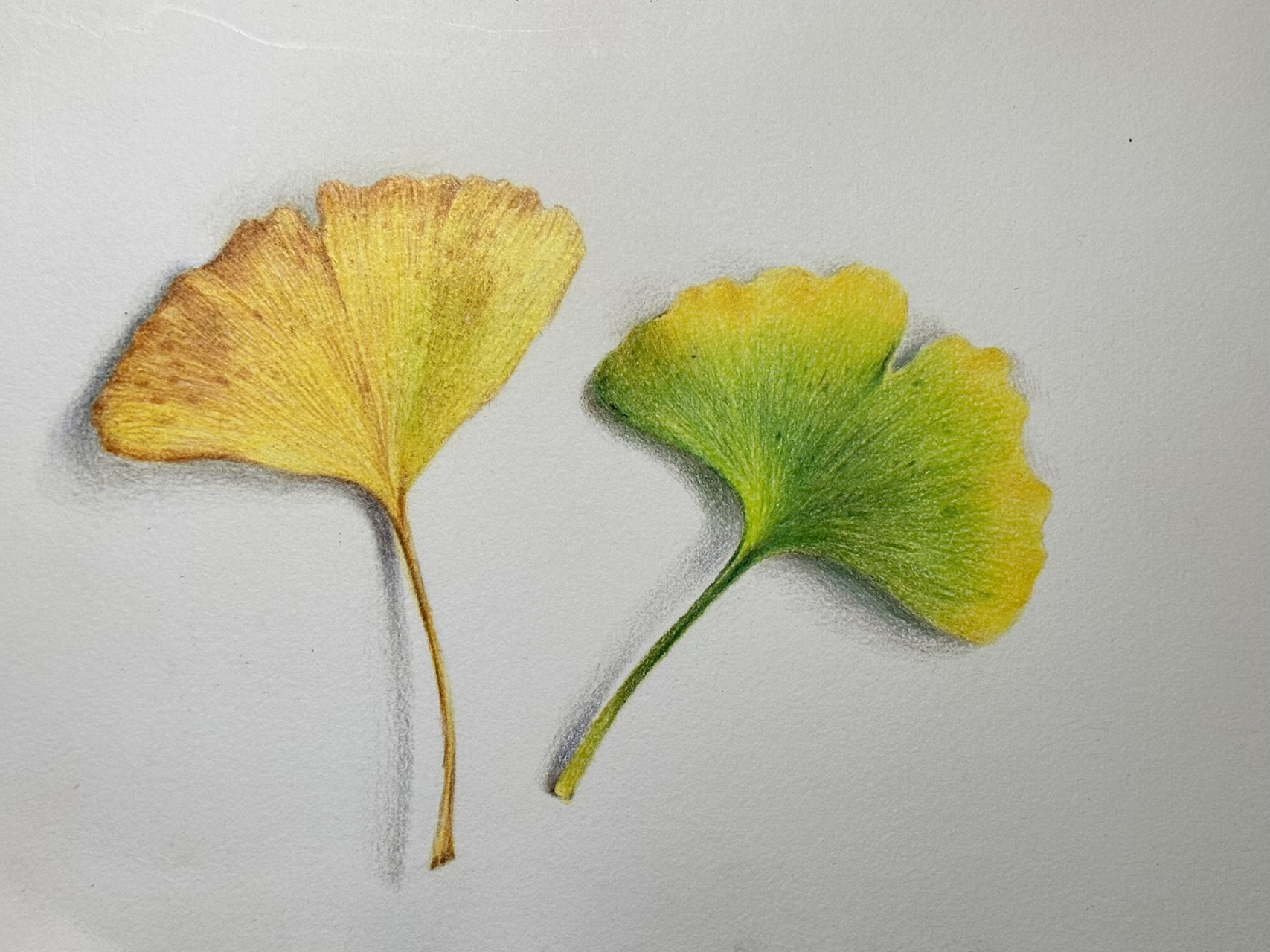 彩铅画小白一定要画的银杏叶|图片过程 颜色:柠檬黄色,中黄色,黄绿色