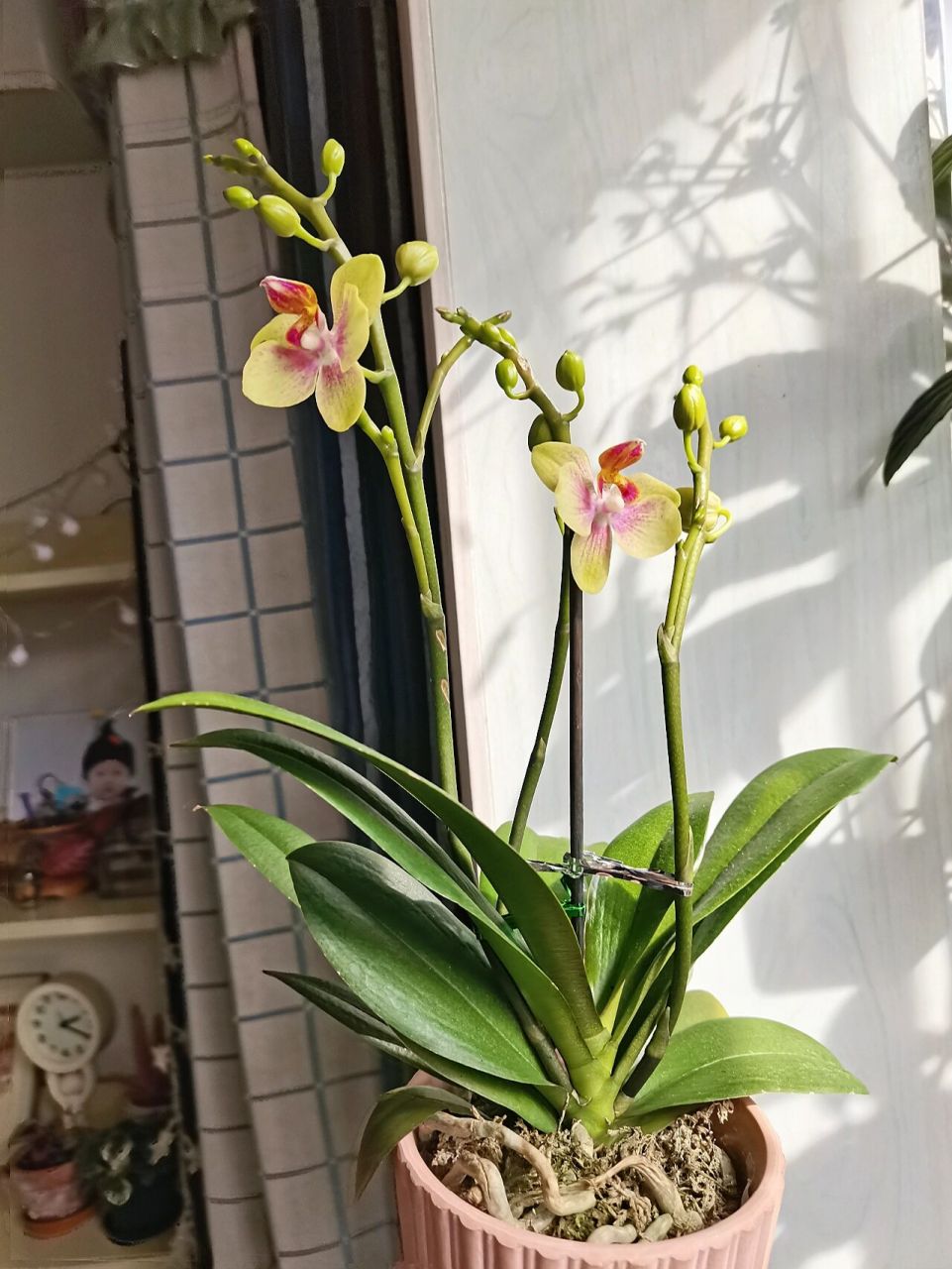 蝴蝶兰 圣诞树 蝴蝶兰圣诞树据说花期很长 而且分枝很多