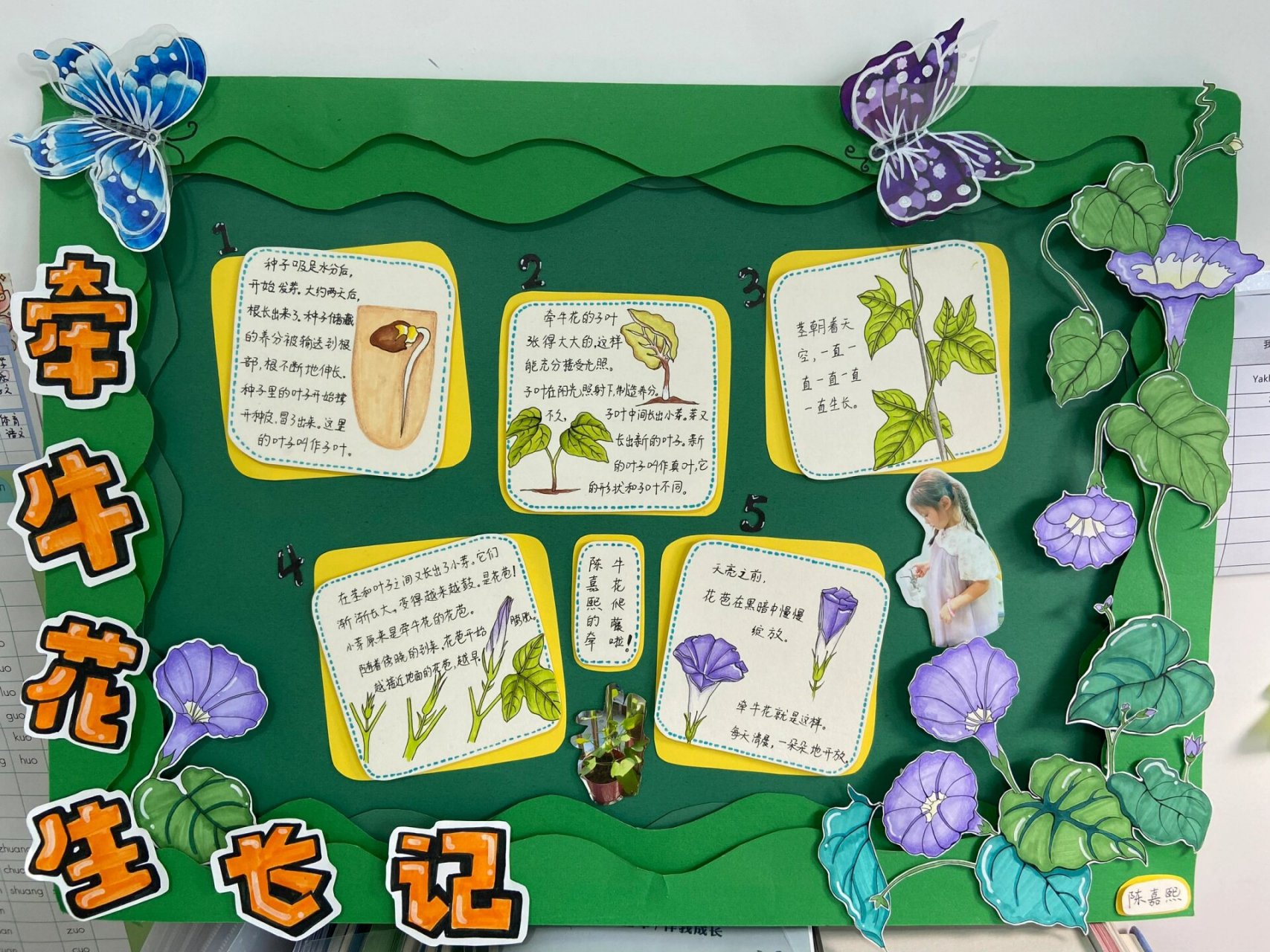 牵牛花生长记 植物生长观察绘画之牵牛花生长记