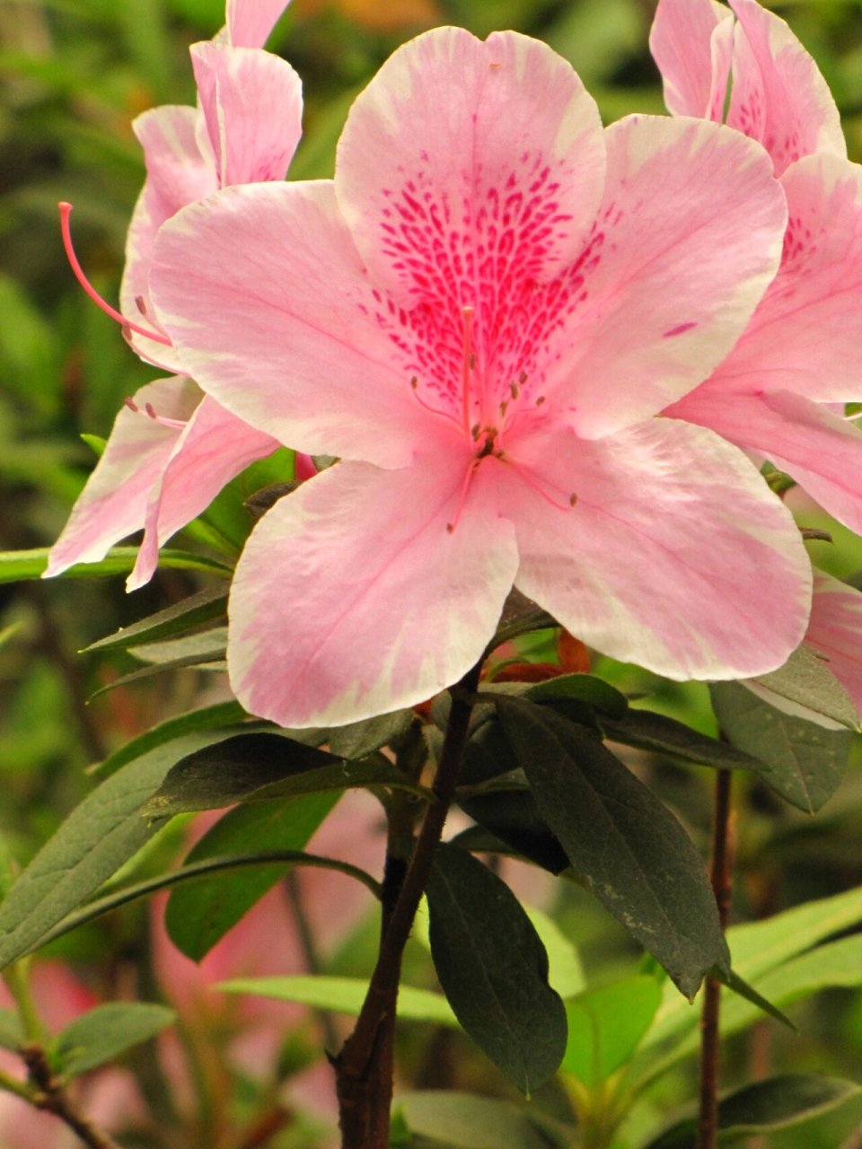 赏无不尽-杜鹃花 粉色系杜鹃花有着扇子形花瓣,花蕊是几个小黑点,就像