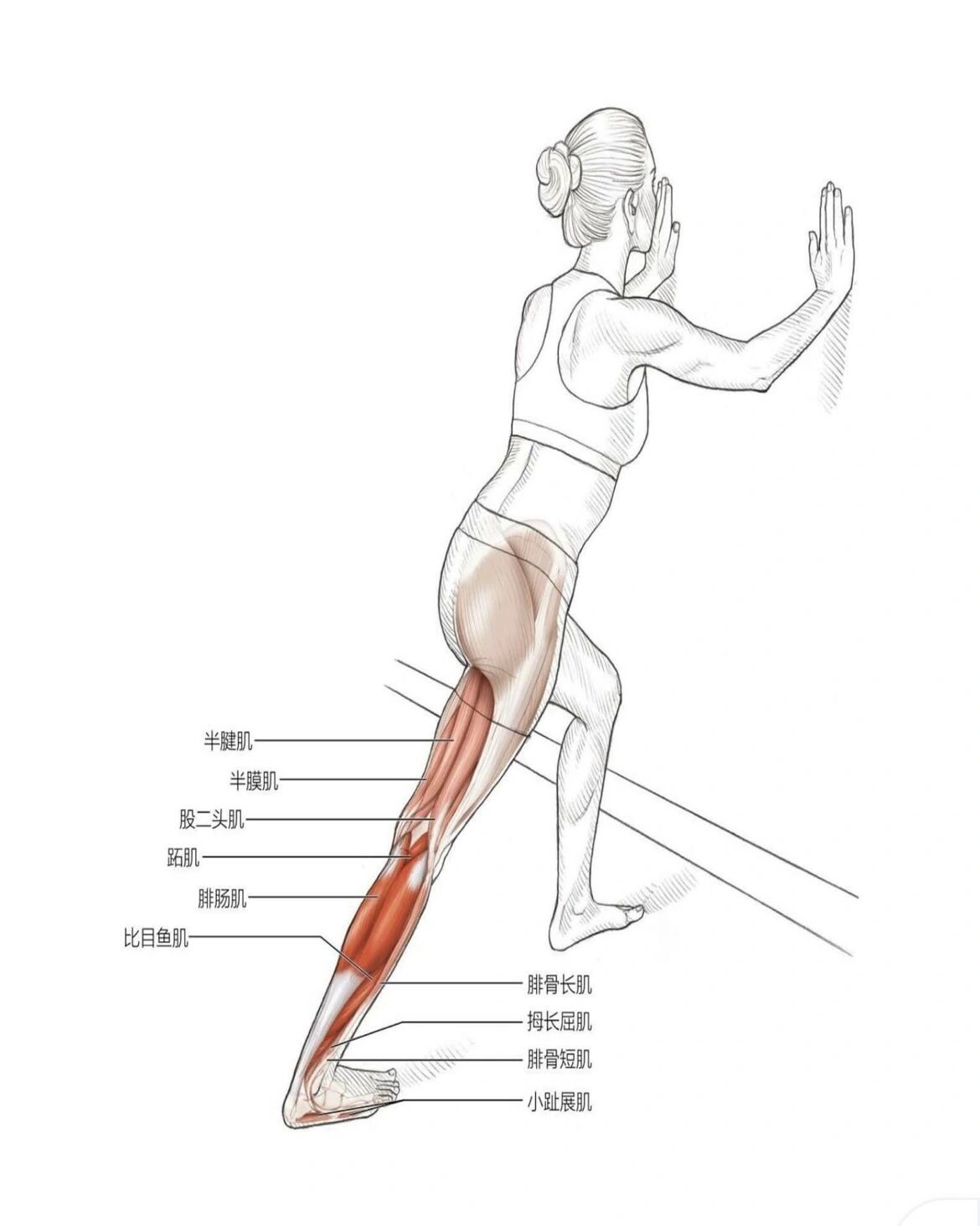 身体重心靠前,前脚掌走路,踩高跟鞋的人这块小腿后侧肌肉就会紧张