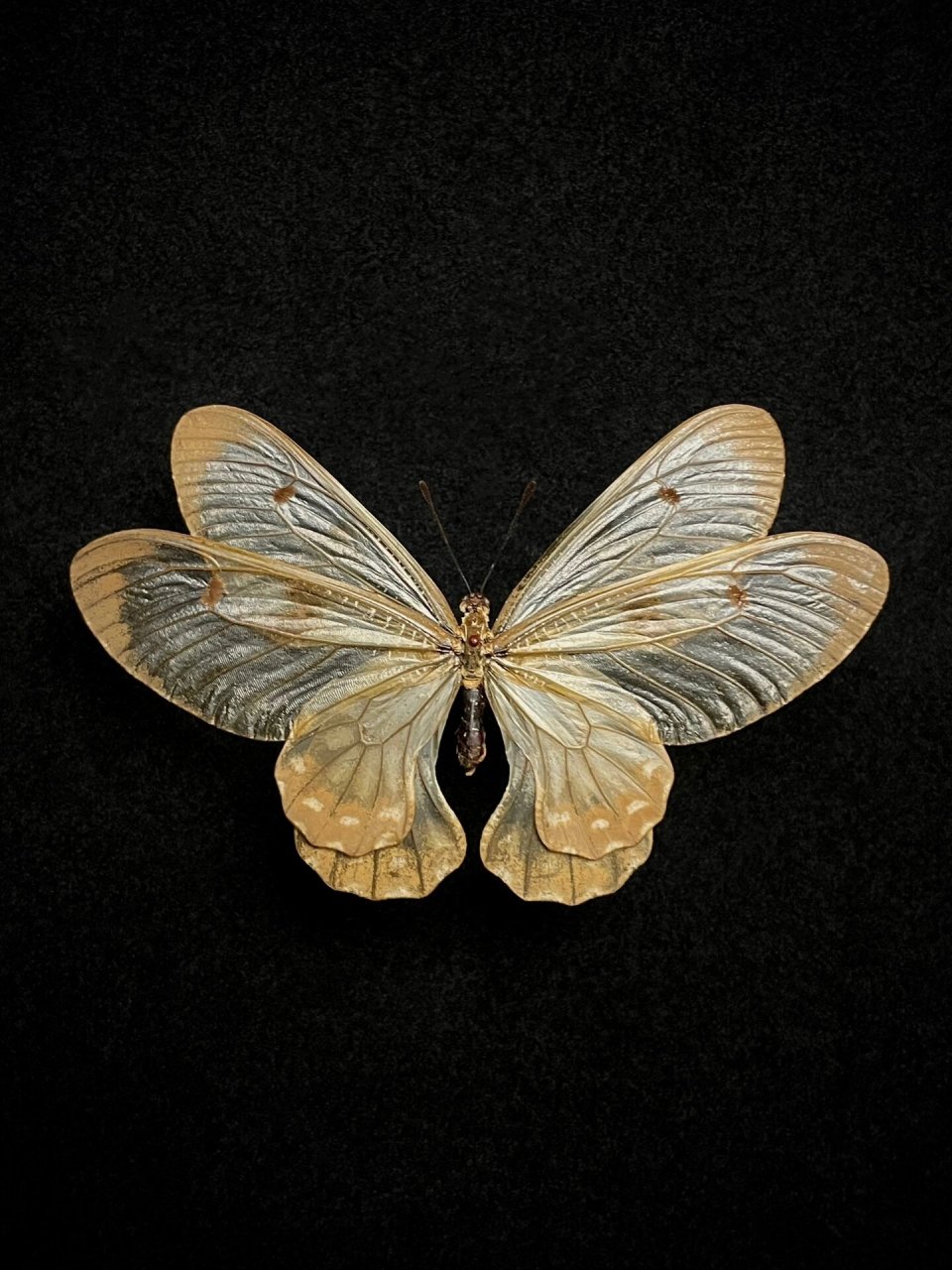 透翅凤蝶 cressida cressida