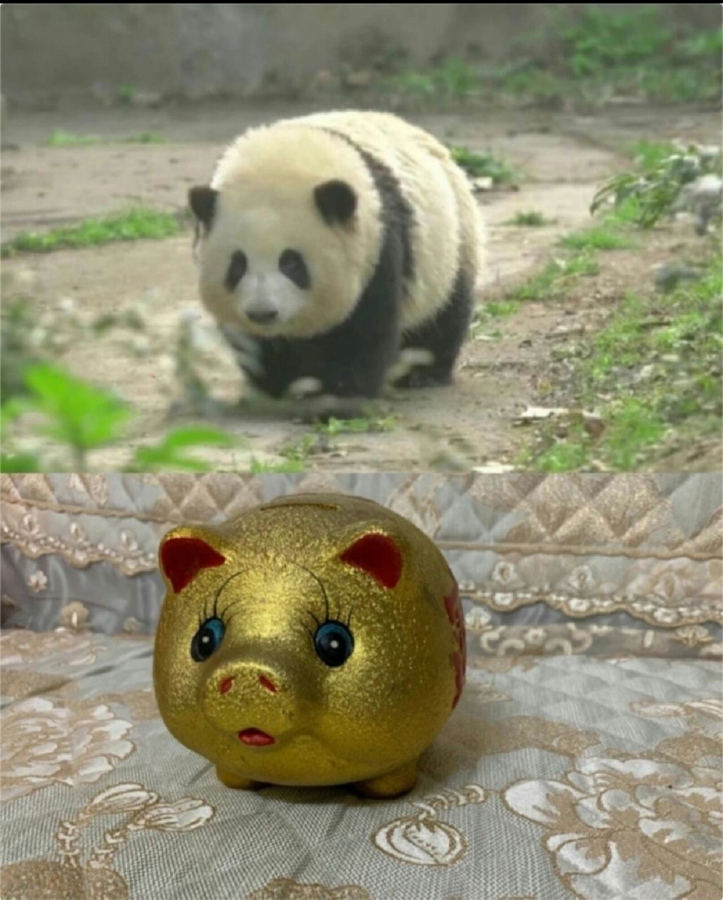 邀请大家看看我的煤气罐罐们(熊猫) 每个都是ee的心头宝,可惜只能发九