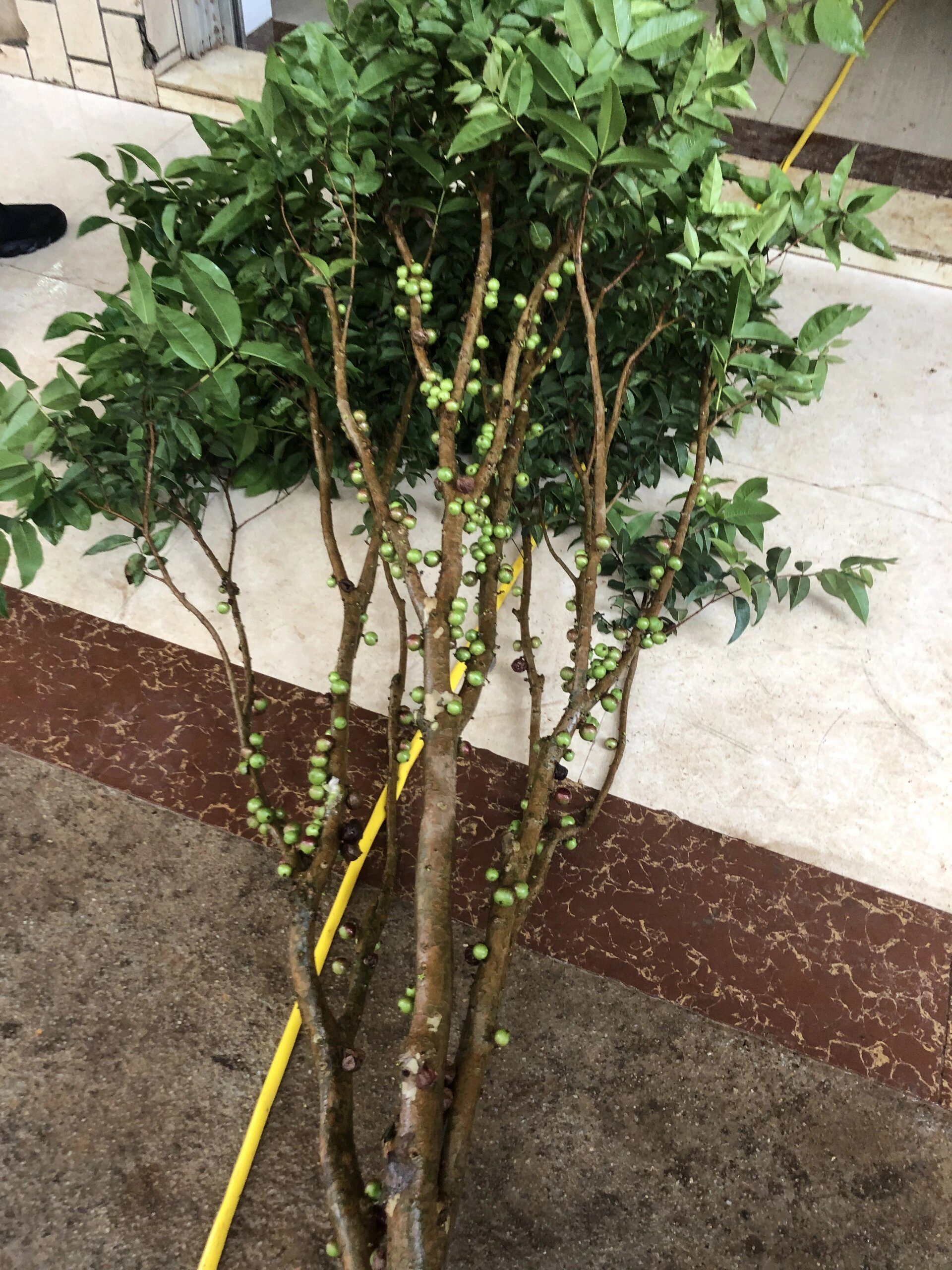 四季艾斯卡嘉宝果 一年结果6-8次的品种,结果累累,常年结果,阳台楼顶