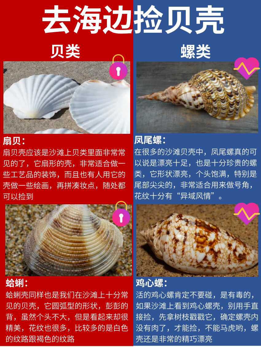 去海边捡贝壳