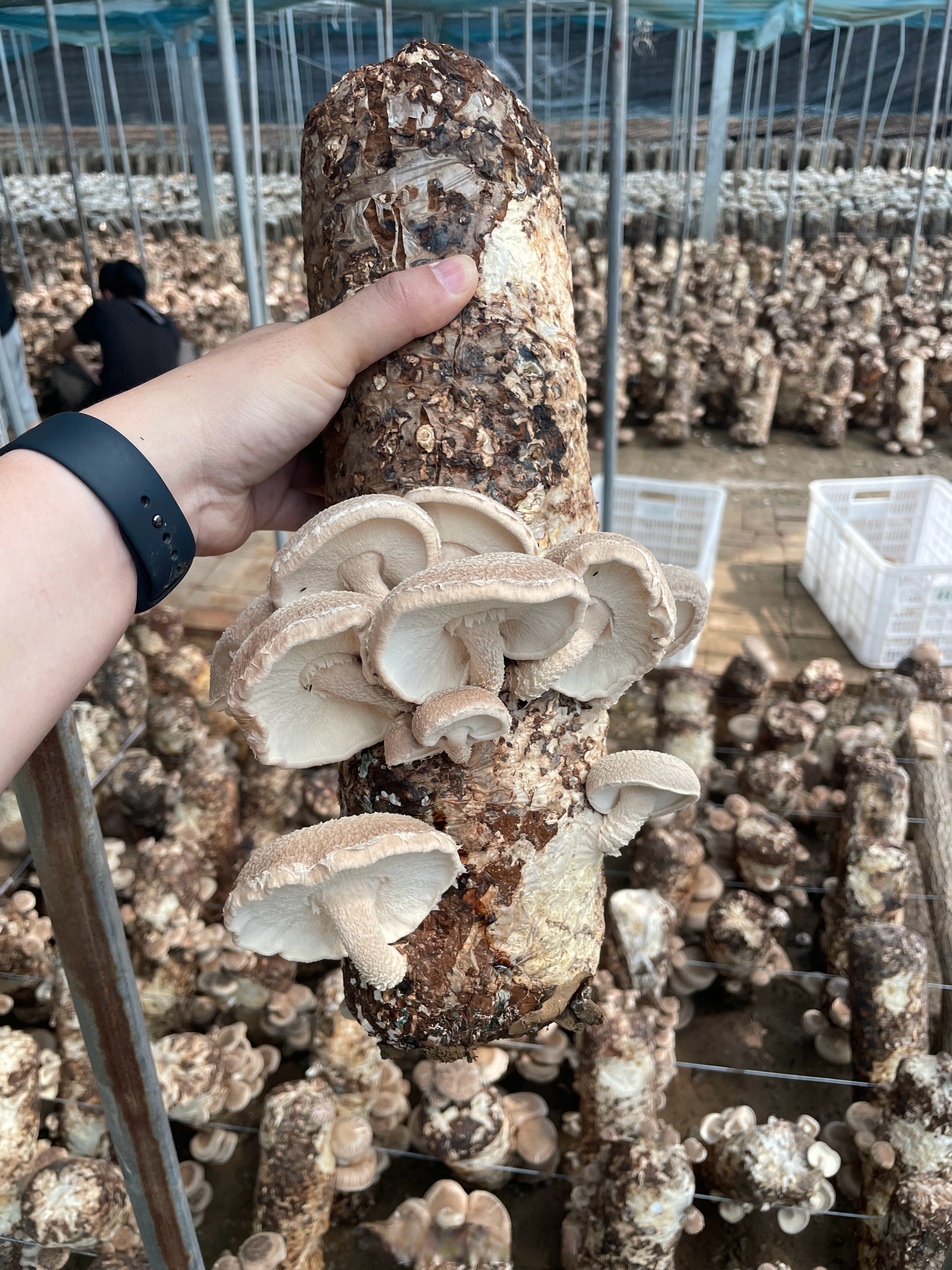 菌类养殖技术(菌类养殖技术特训班)