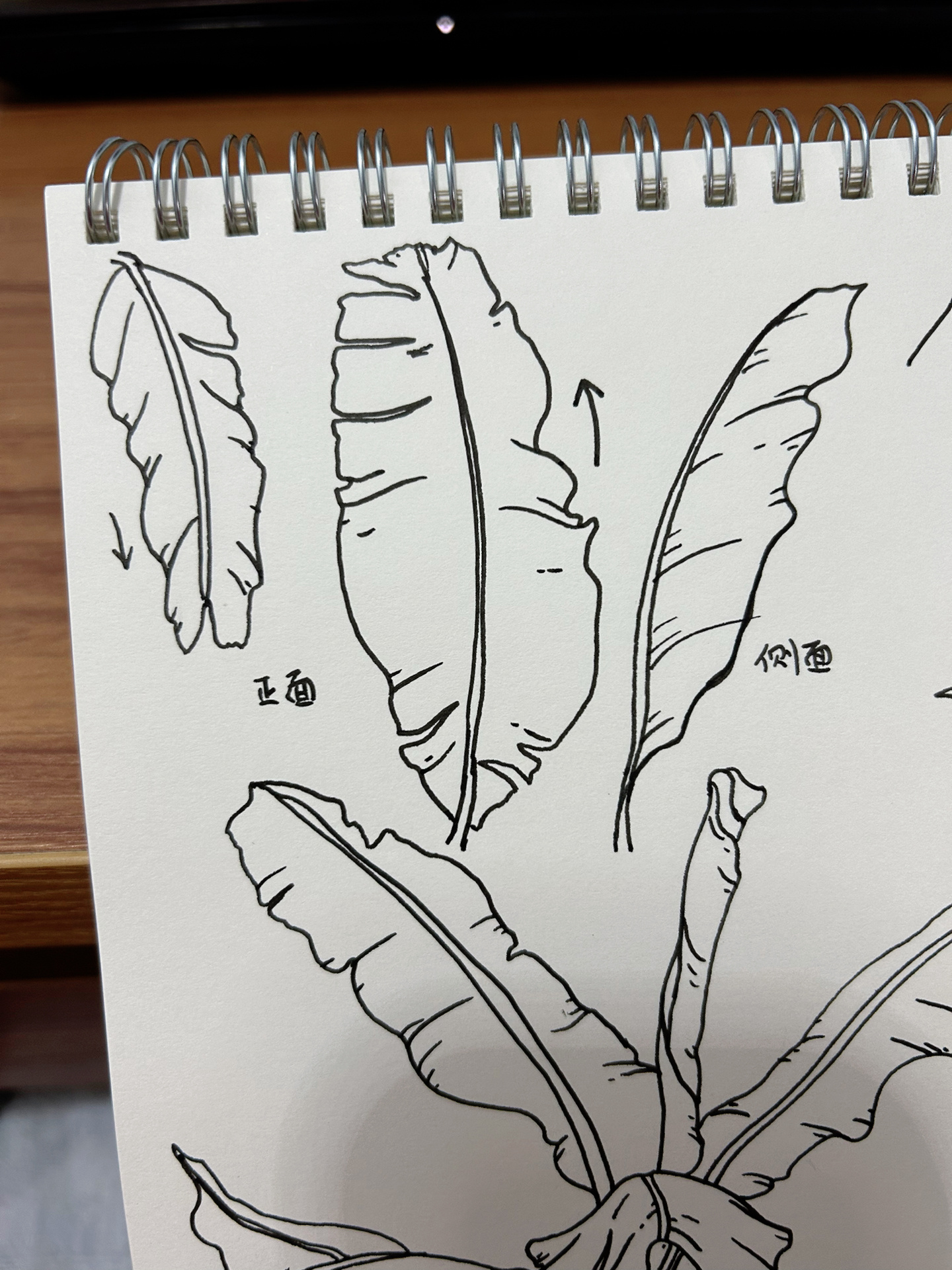速写|芭蕉树芭蕉花芭蕉叶子