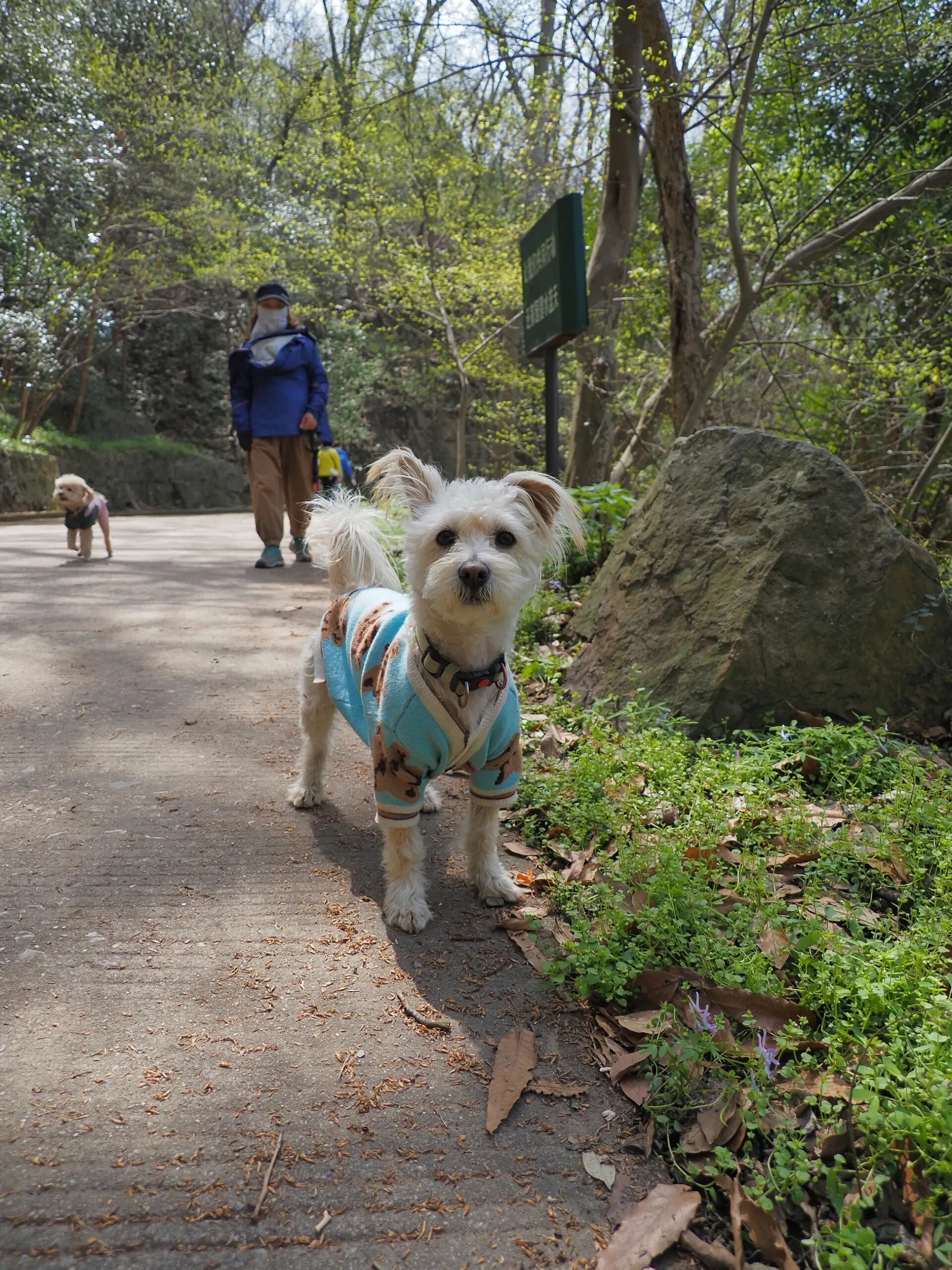 南京带狗徒步|中华人文第一山——紫金山
