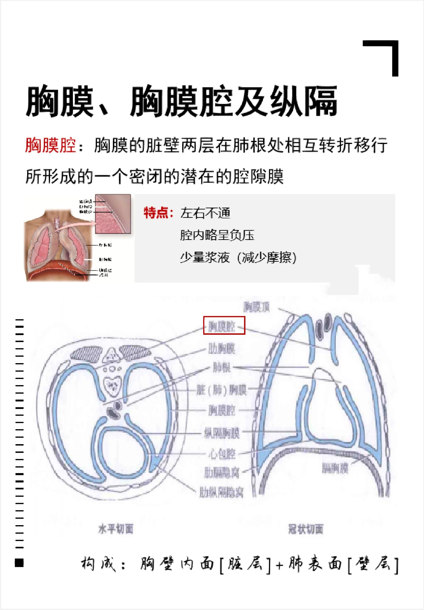 97分部(胸膜壁层): 胸膜顶 膈胸膜 肋胸膜 纵隔胸膜 