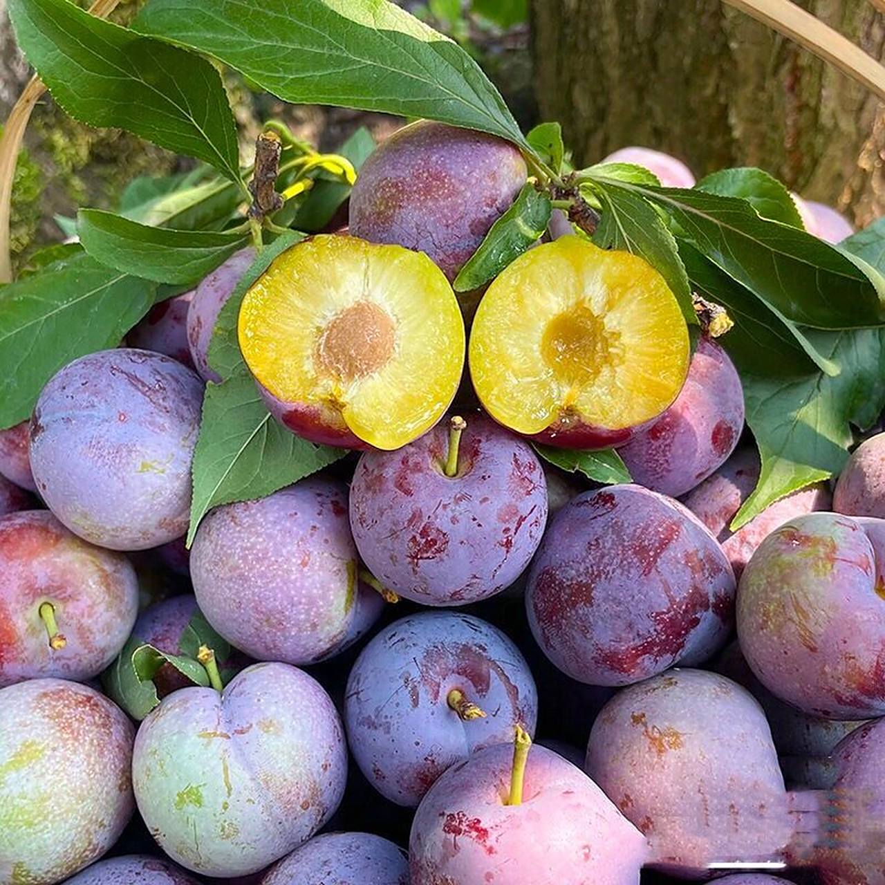 自产自销——五月脆李 五月脆又叫凤凰李.