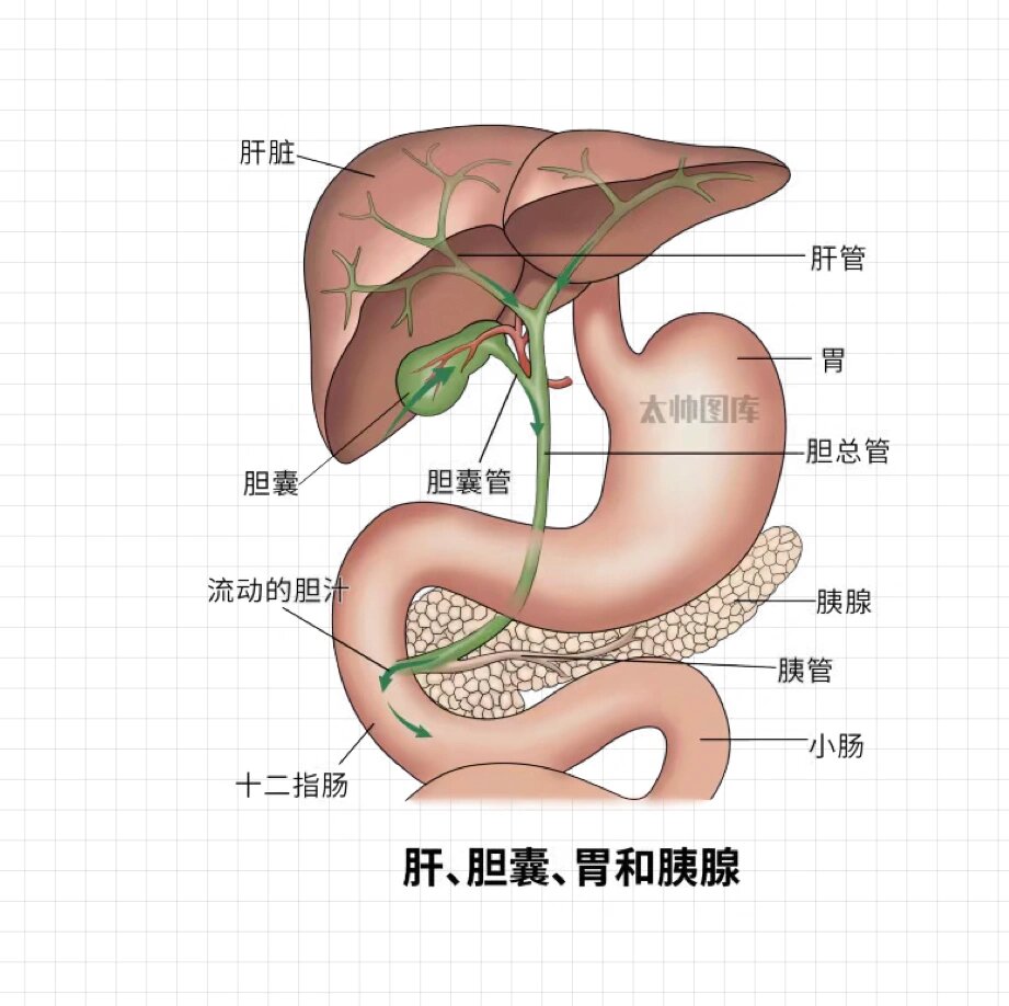 肝 胆囊 胰 胃解剖关系