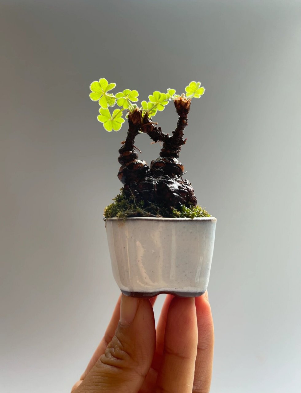 自制之间微盆景老桩幸运草三叶草 把玩于指尖的生命力