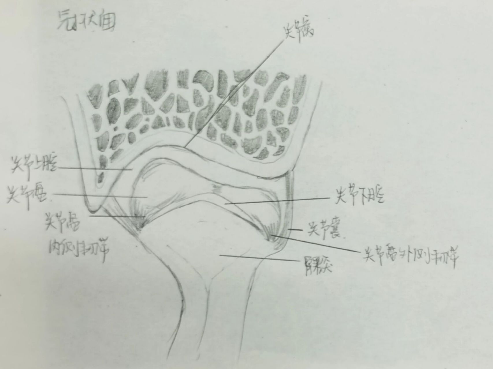 颞下颌关节画图图片