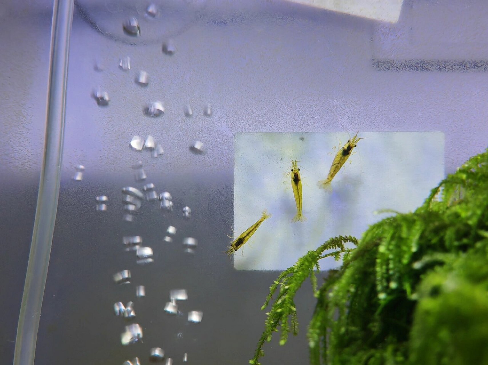 新手养鱼#之前因为鱼缸里疯长绿毛藻,入缸了一批黑壳虾,过了一段