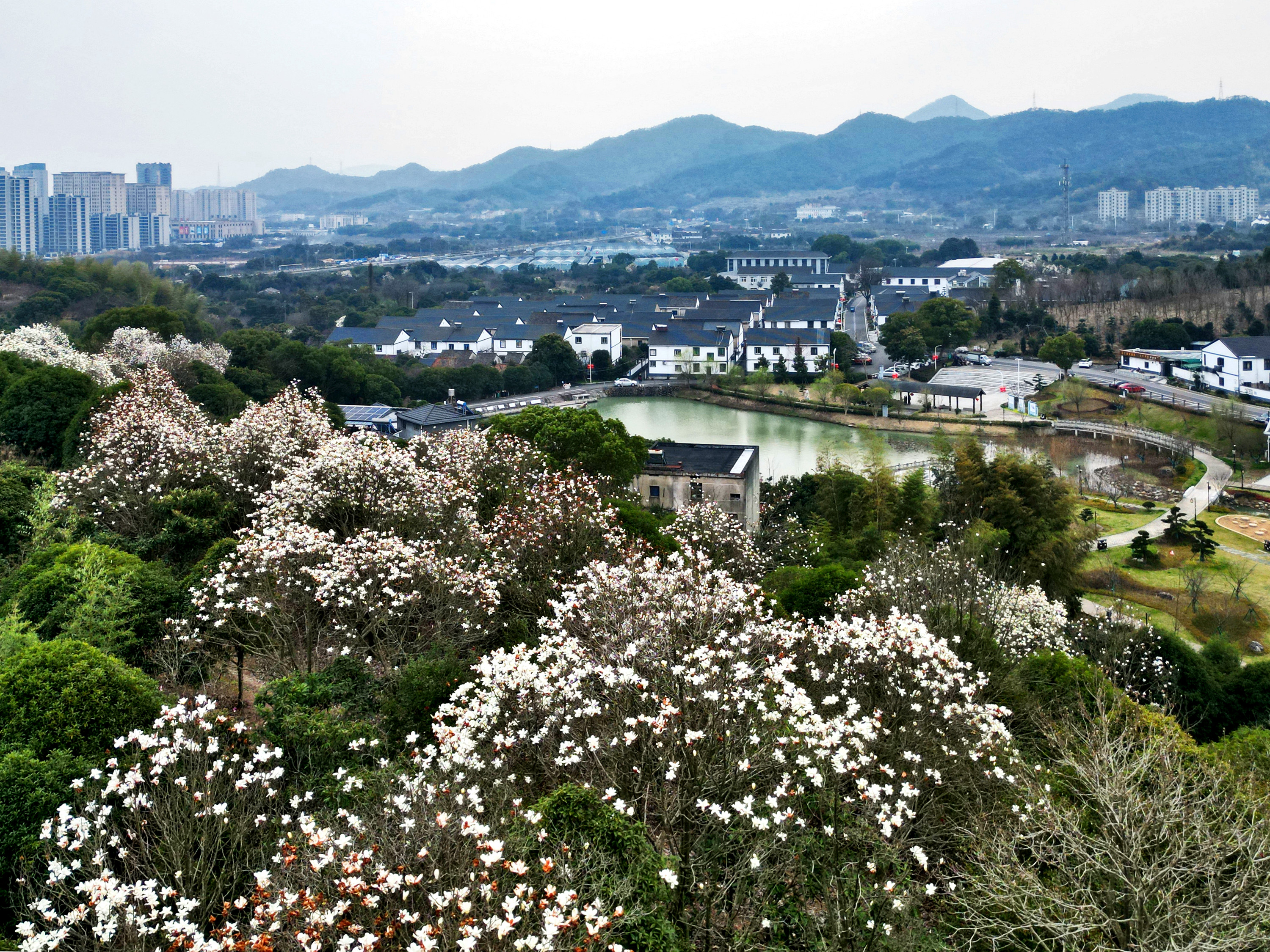 奉化长岭村玉兰花图片