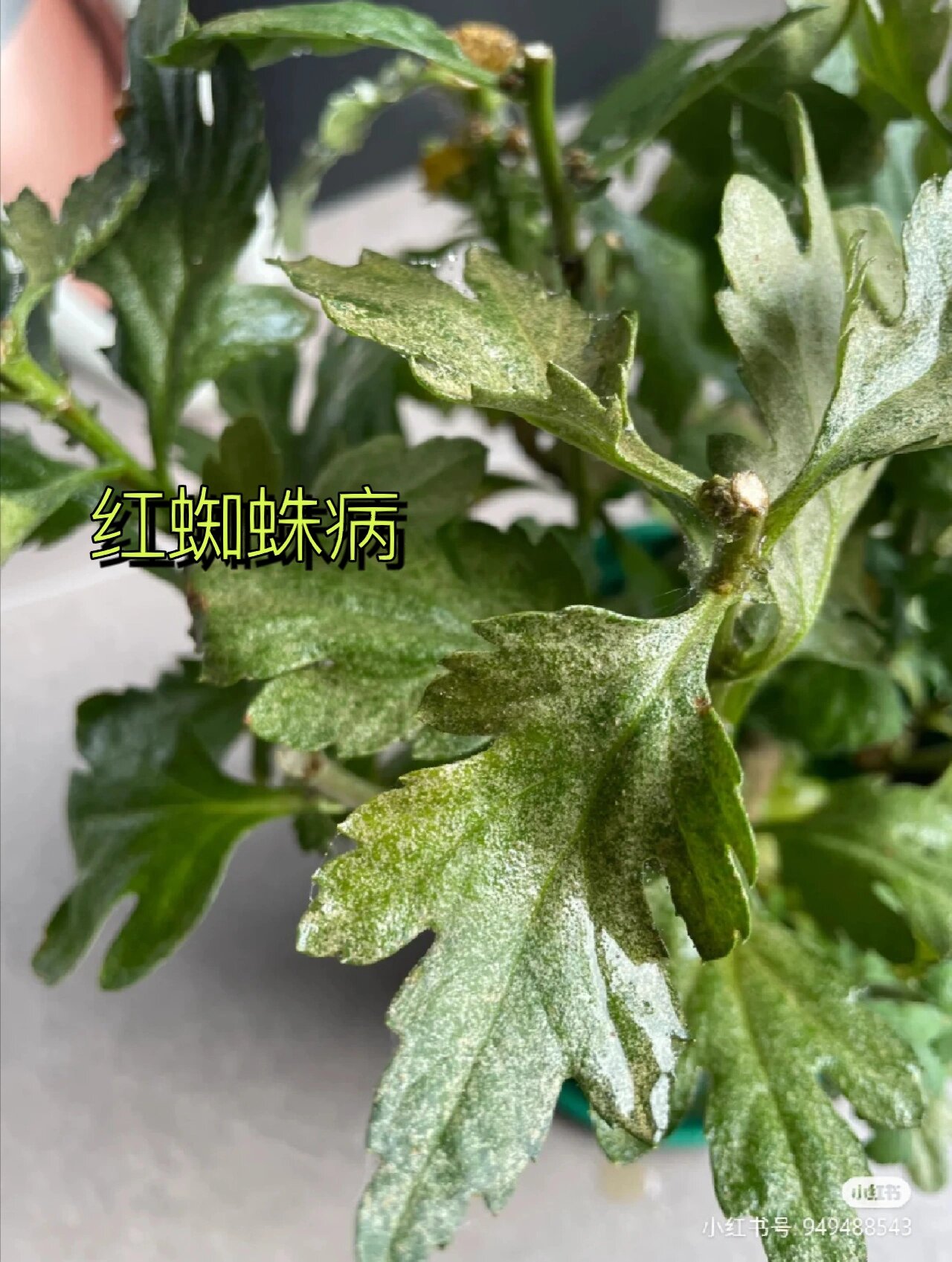 鲜花知识1:小菊叶子的红蜘蛛病