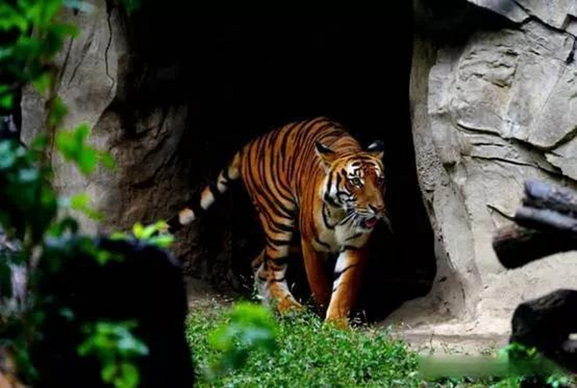 放虎归山?湖南计划放归野化华南虎,村民感到担忧:吃人咋办?