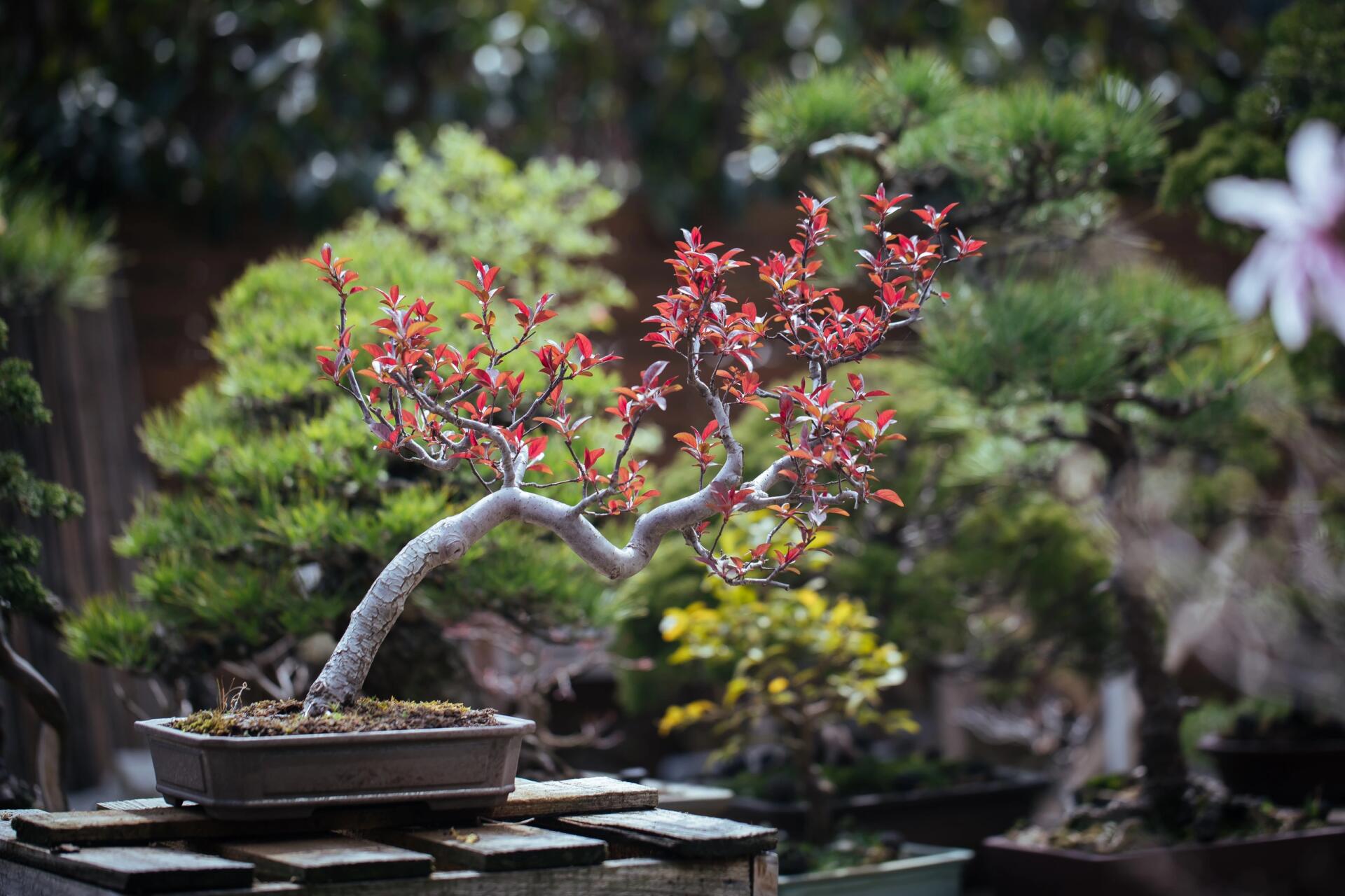 皇家雨点海棠开花图片图片