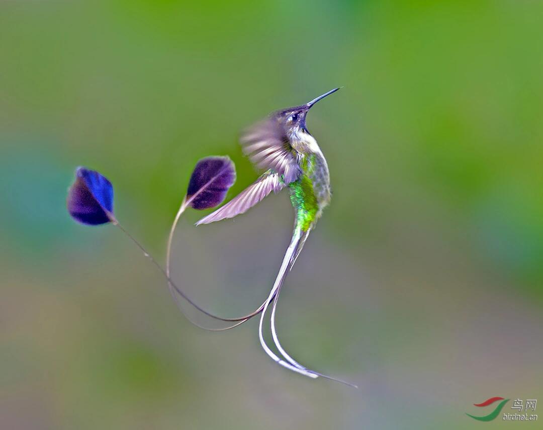 每天认识一种动物|叉扇尾蜂鸟