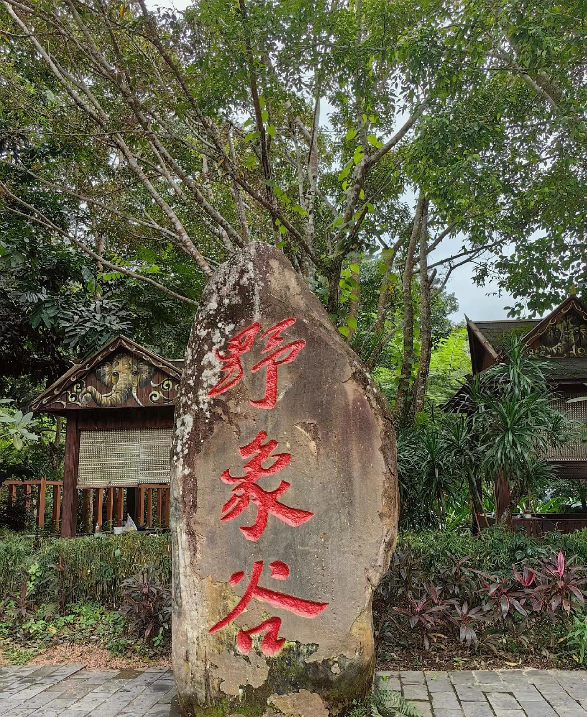 热爱原始雨林|野象谷