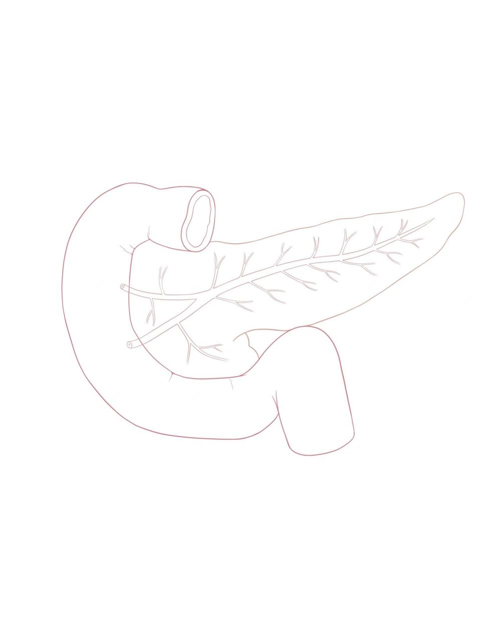 胰腺解剖图完成! 明天继续!加油!