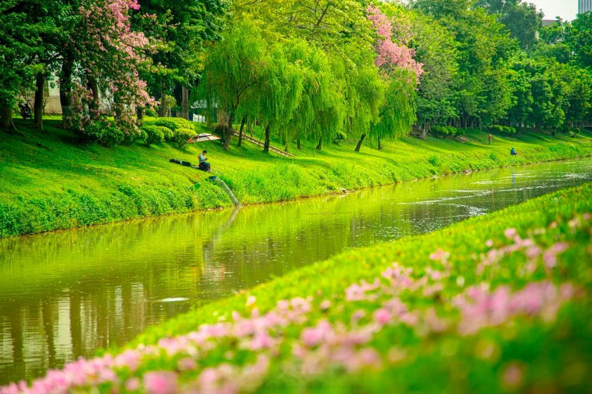 打卡黄埔#【水清岸绿景美!