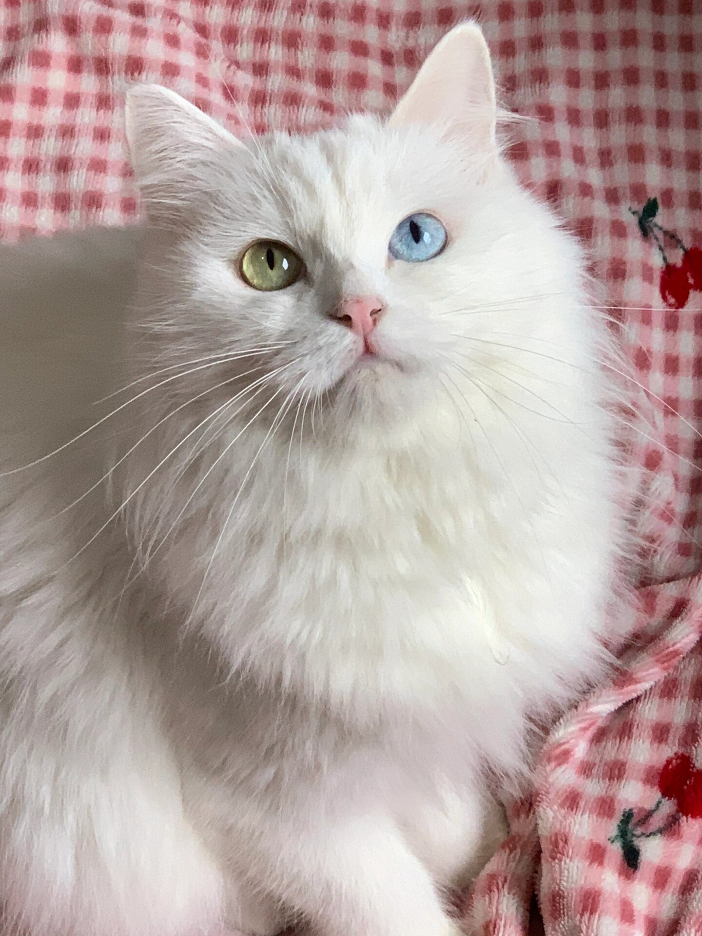 听说异瞳狮子猫都卖到1.5万了?