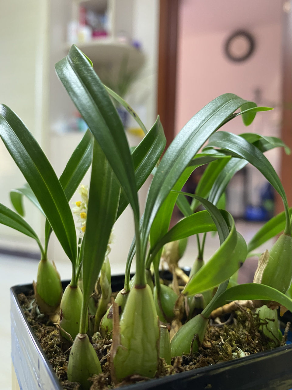 我家珍贵野生双叶石仙桃开花了98 我家珍贵野生双叶石仙桃开花了