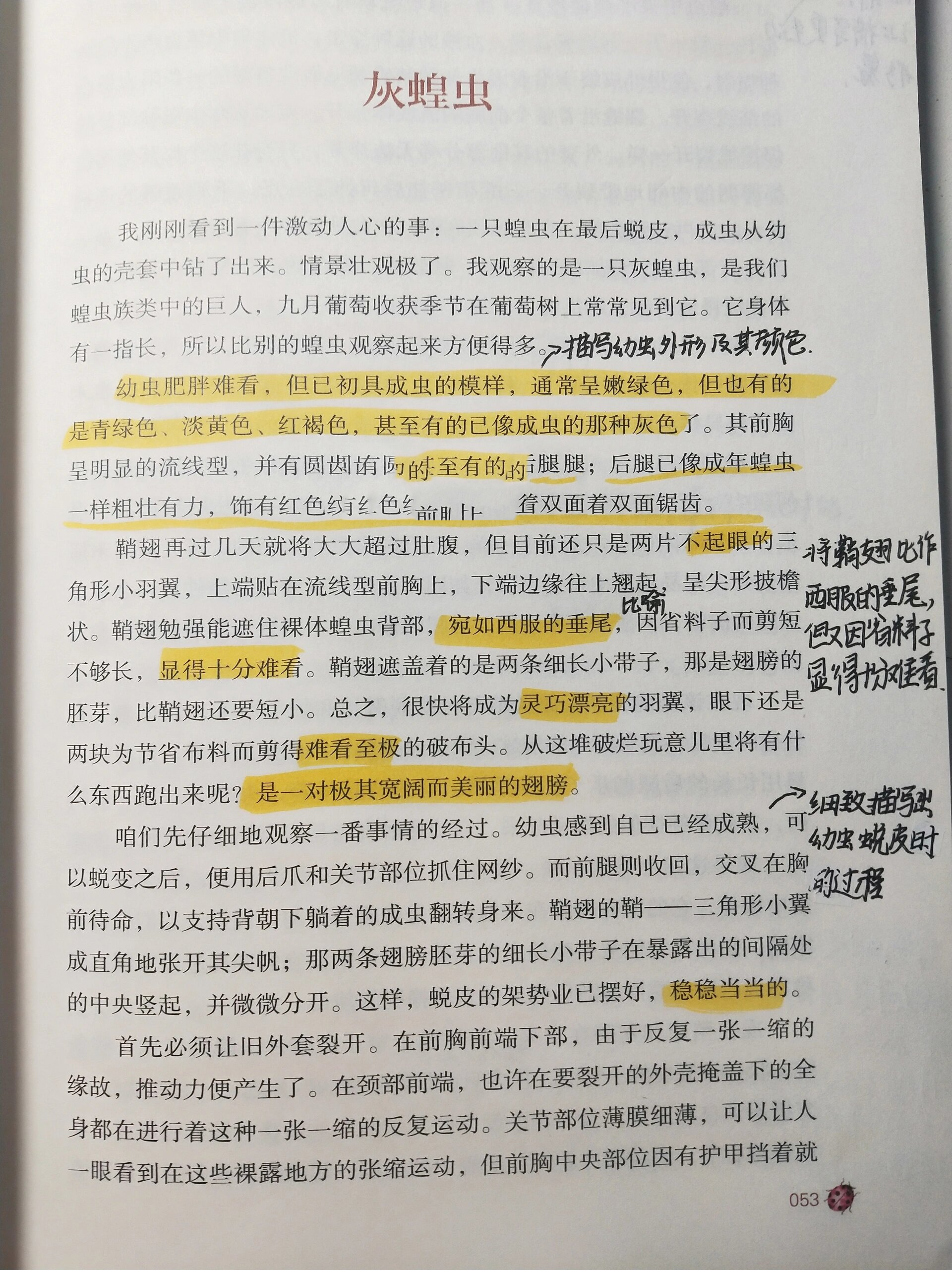 昆虫记灰蝗虫读后感图片