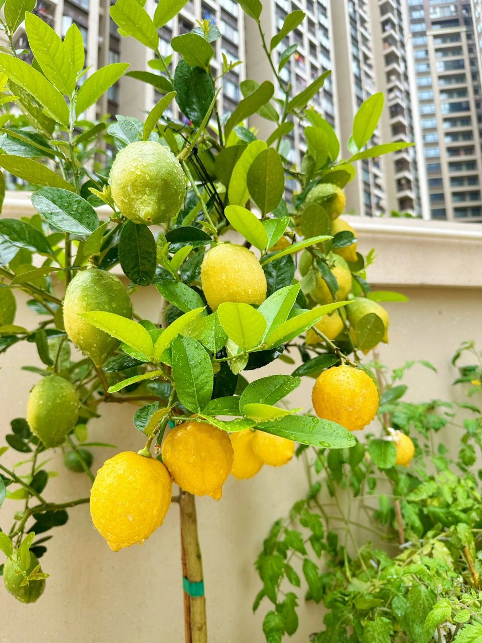 四季香水柠檬的种植过程 有关于柠檬是不是四季的,还有关于修剪后还会