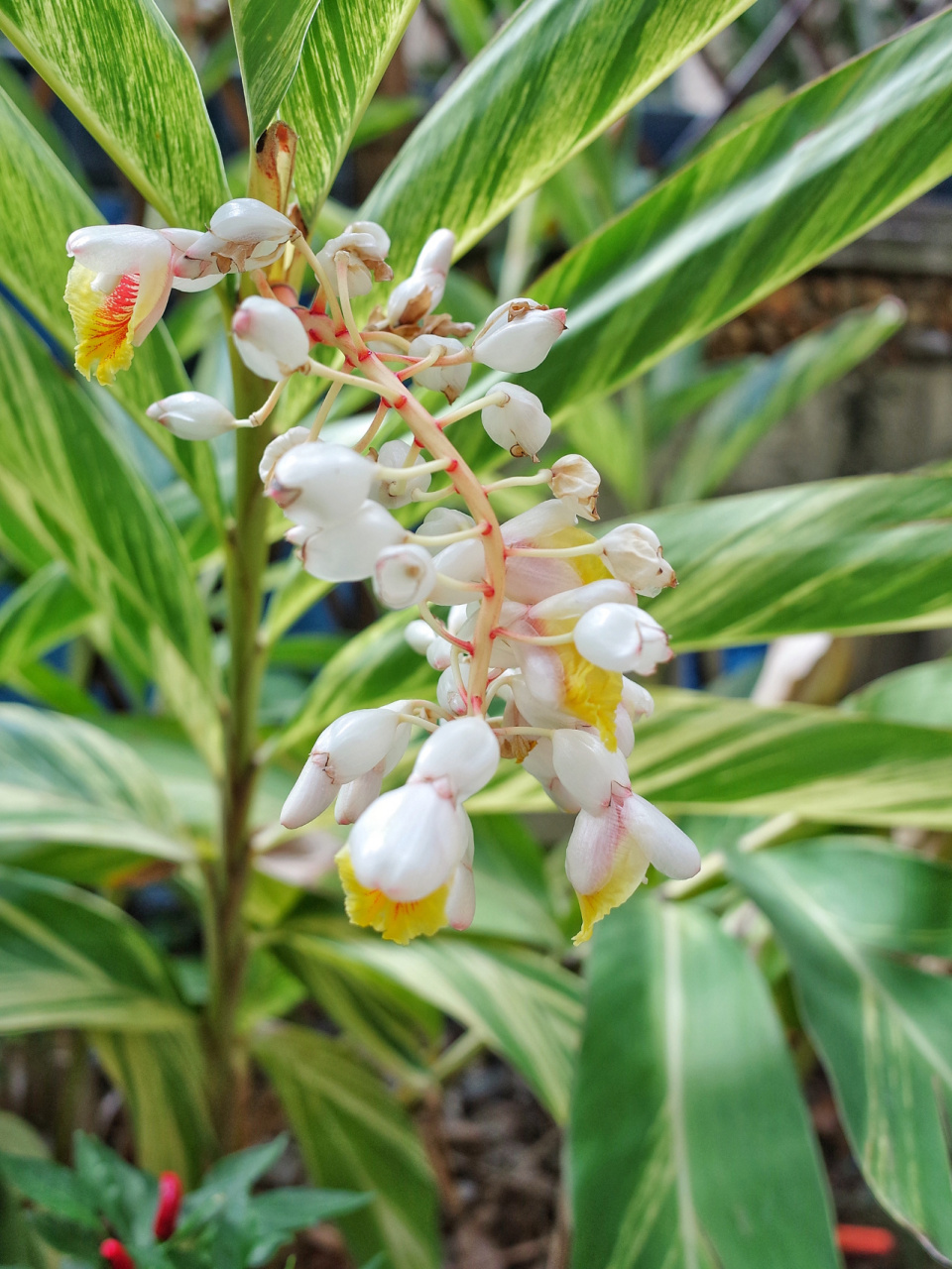 山姜也叫九节莲,还是第一次见识这种花- 山姜也叫九节莲,还是第一次见
