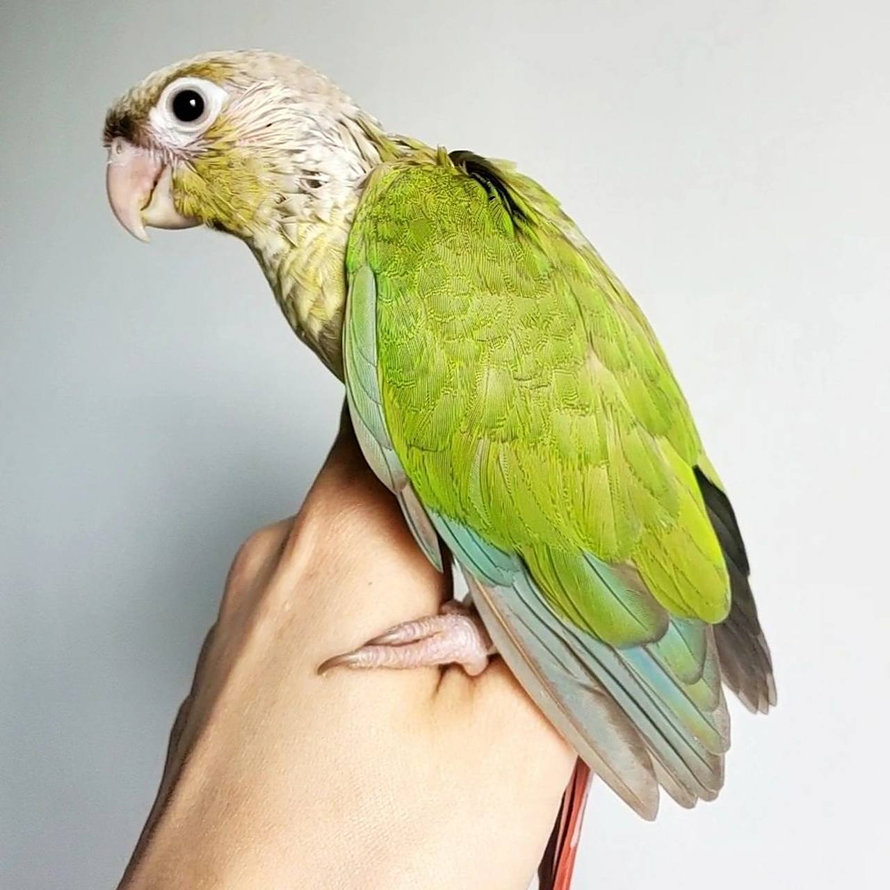小太阳鹦鹉 肉桂色真的绝绝子 基本齐毛的小宝贝 真的太美啦呜呜呜