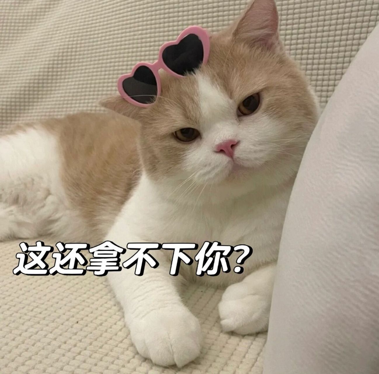 猫猫表情包 | 4 一言不合就绝交 被迷倒了