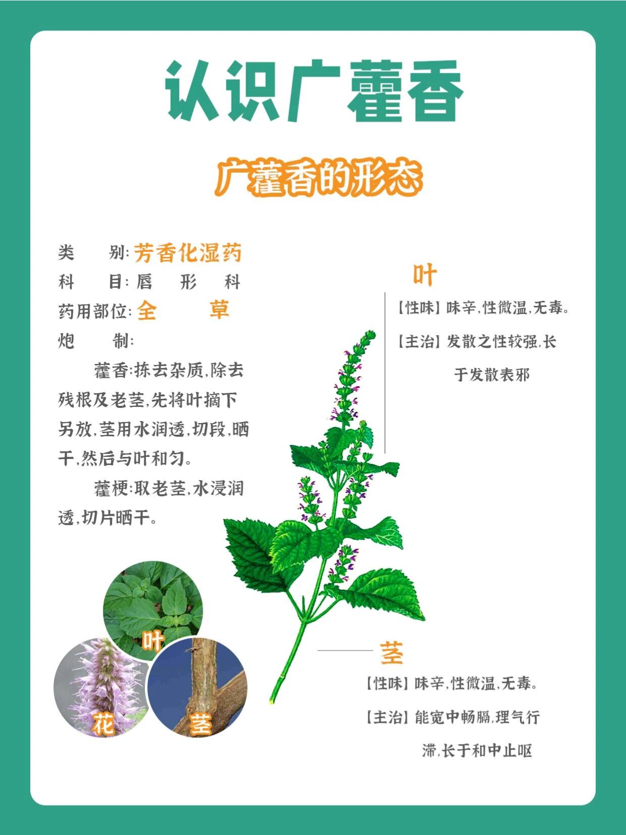 霍香草药的功效与作用图片