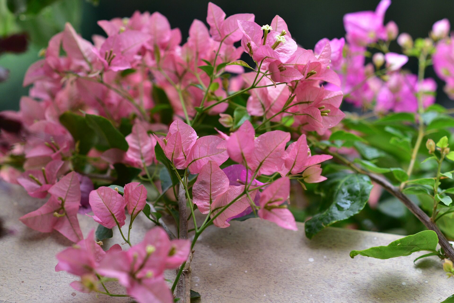 三角梅花开的季节 南方进了秋天,才是三角梅开花的旺季,然后就没有