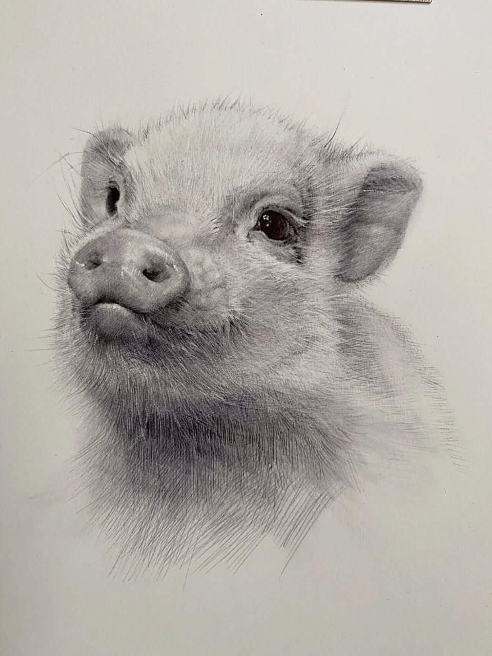 素描动物-小猪 及一些绘画步骤 主要表现猪的鼻子以及猪鬃的质感 画到