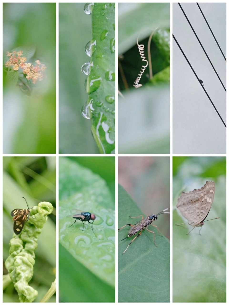 奇奇怪怪可可爱爱 翻图看到的去年2月份拍的,拿出来调个色上照#草