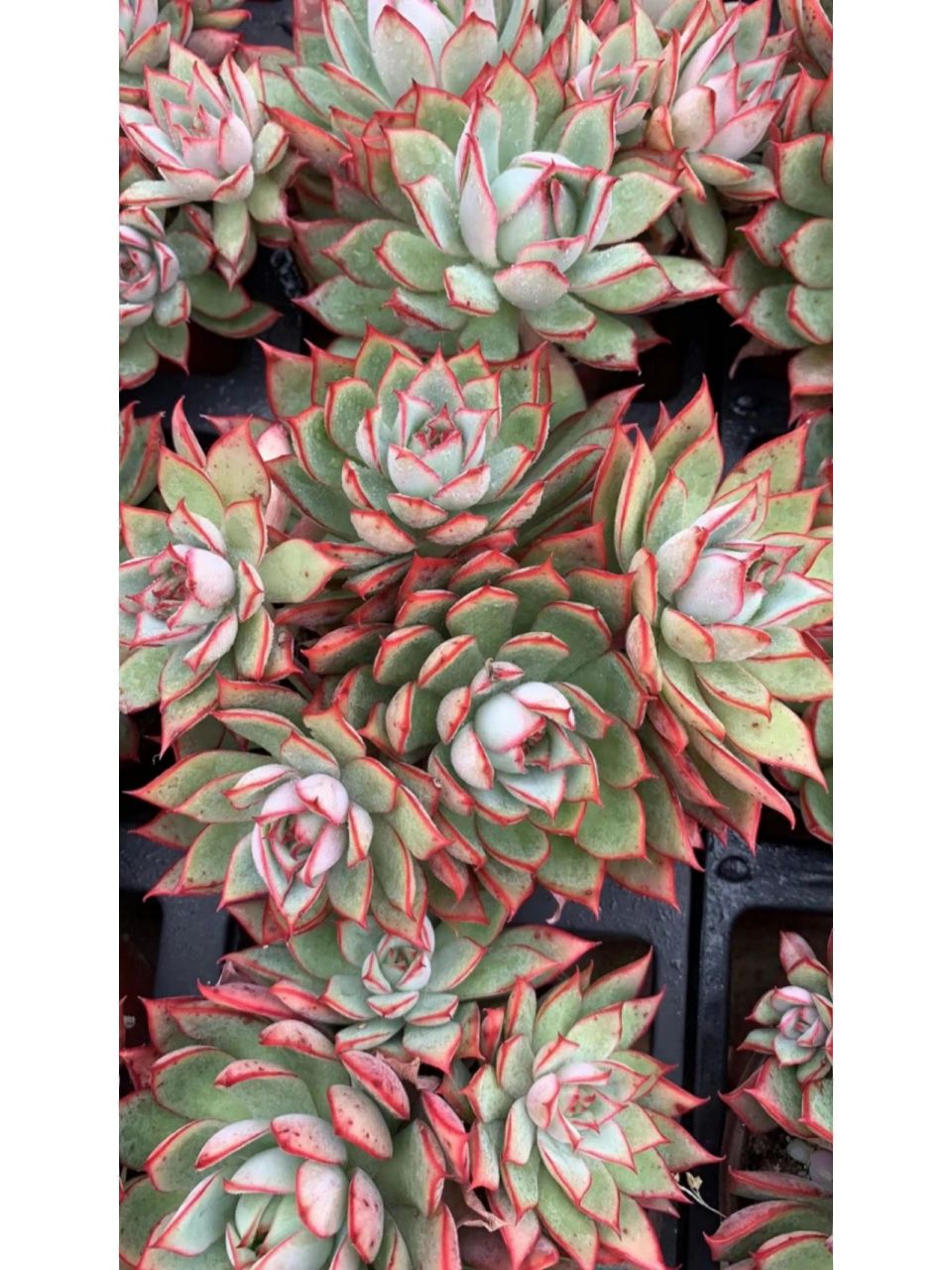 宝莲灯 多肉植物