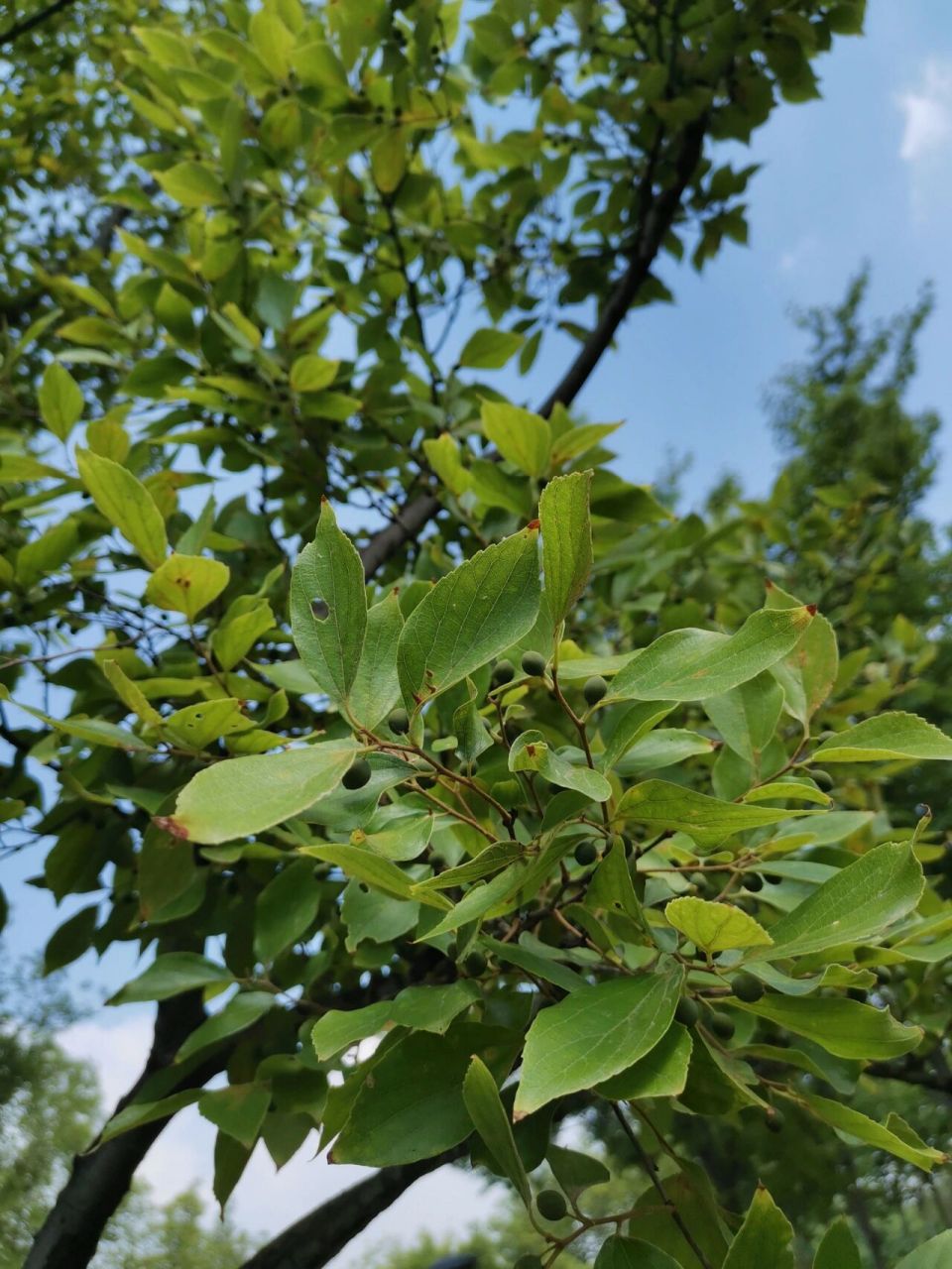是荨麻目榆科朴属植物,落叶乔木,高达20米.树皮平滑,灰色.