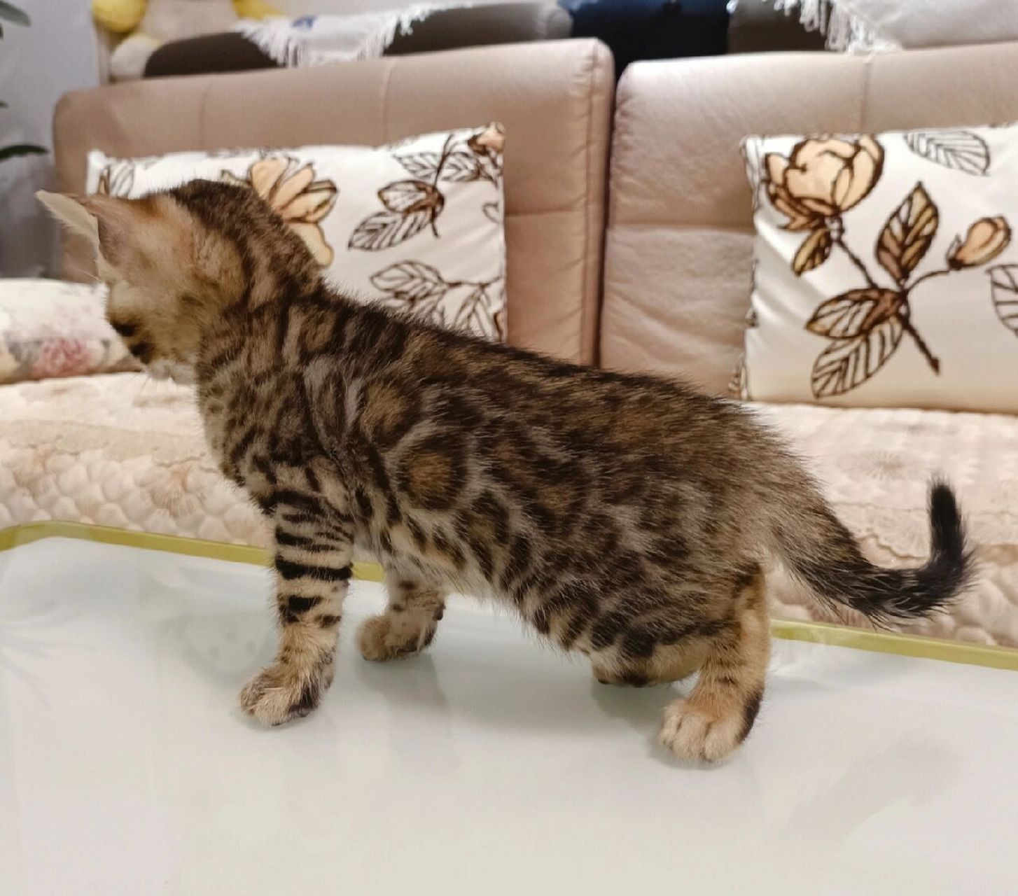 这样子的孟加拉豹猫,到手2500值不值 高赛级甜甜圈花纹,是前几年特别