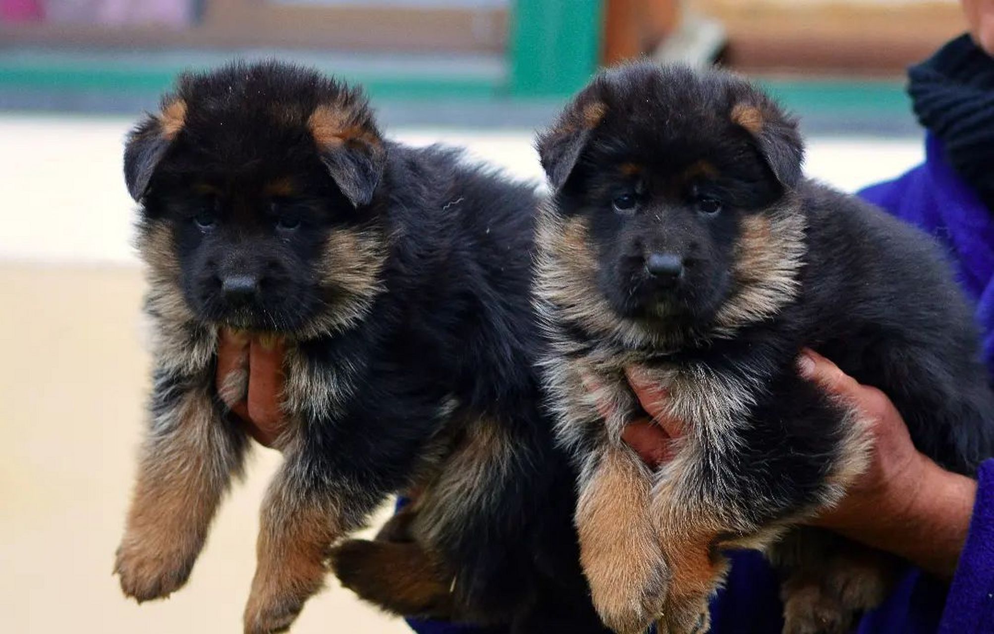 本基地常年出售赛系德国牧羊犬幼犬,视频挑选,包邮到家抓紧联系主播