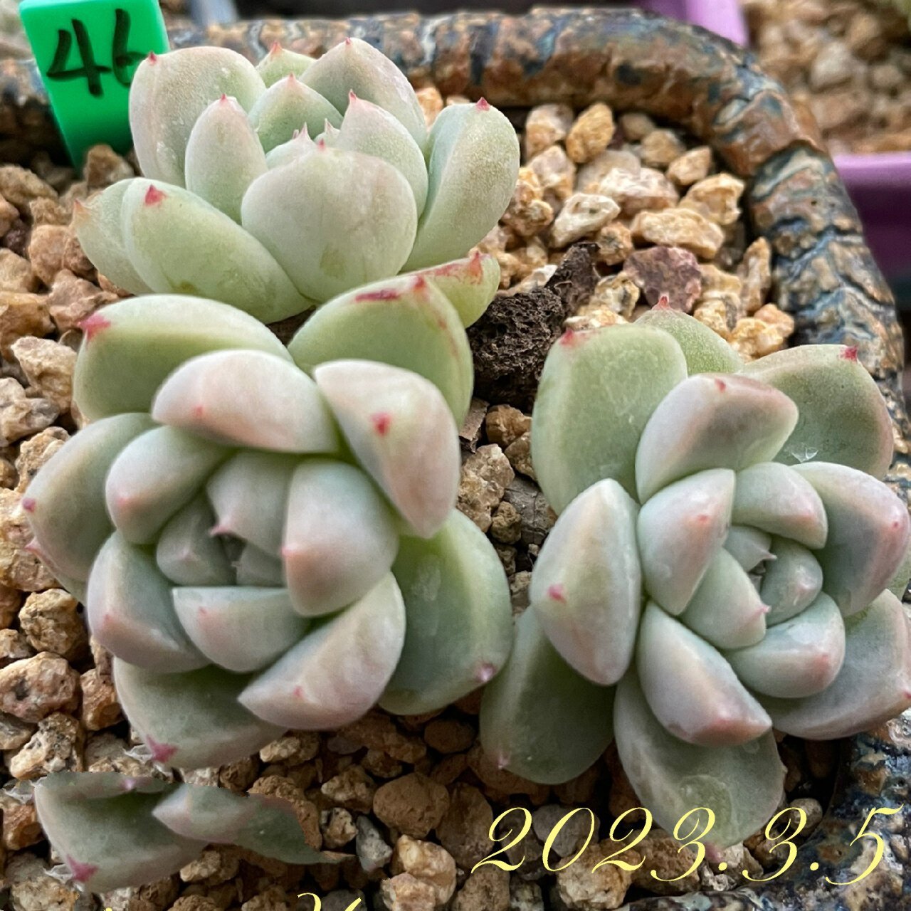 【46】多肉档案-三头如梦令 刚入坑是热情期买的一批肉肉,现在养了