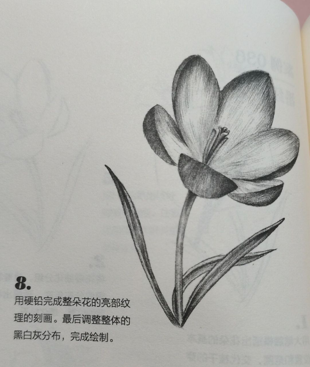 花卉素描写生图片