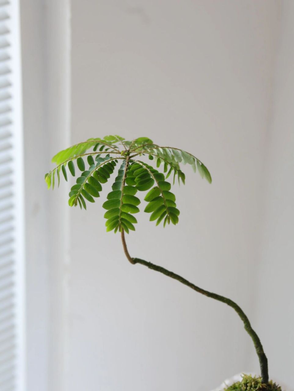 新晋氧气桌面盆栽海南叶下珠苔藓球微景观 禅意风枝干形态,又有一种室