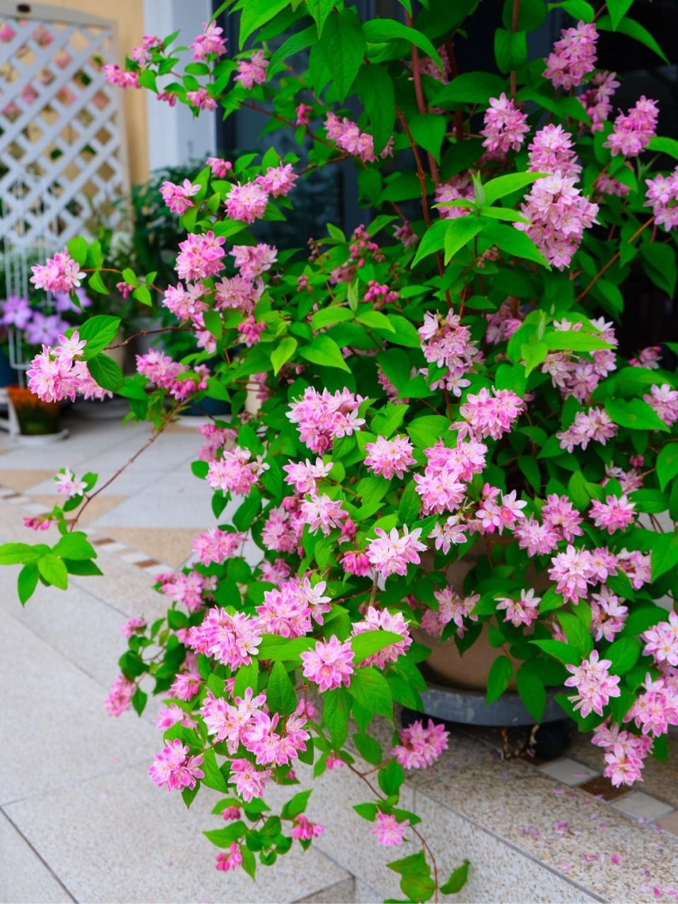 溲疏"草莓田" 粉色溲疏"草莓田"被誉为溲疏里最好的品种之一 虎耳草科